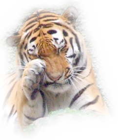 虎写真館[TORA3] トップ写真(猫のような虎)
